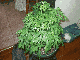 growingplant